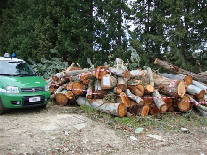 Quattro denunce per taglio abusivo alberi di eucalipto